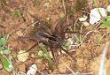 Dolomedes_minor_F2407_Z_87_HW 43 _Nieuw-Zeeland